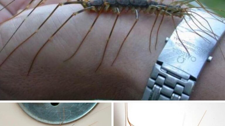 Why You Should Never Kill A Centipede In Your Home