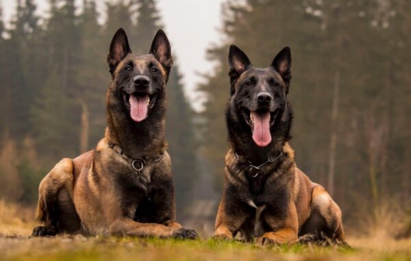 The Belgian Malinois  the Ultimate Working Dog