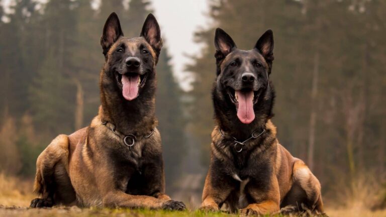The Belgian Malinois  the Ultimate Working Dog