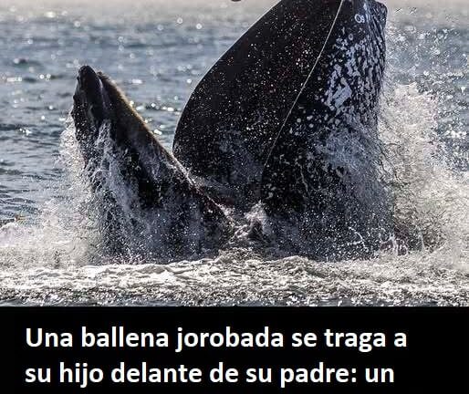 Un padre captura un momento extraordinario cuando una ballena jorobada engulle y libera a su hijo