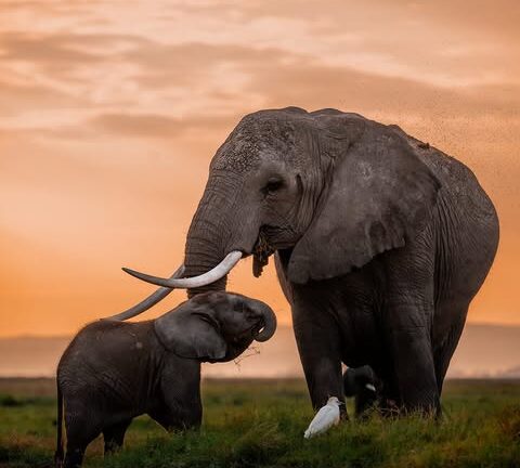 The Legacy of Tembo: A Tale of the Elephant Kingdom