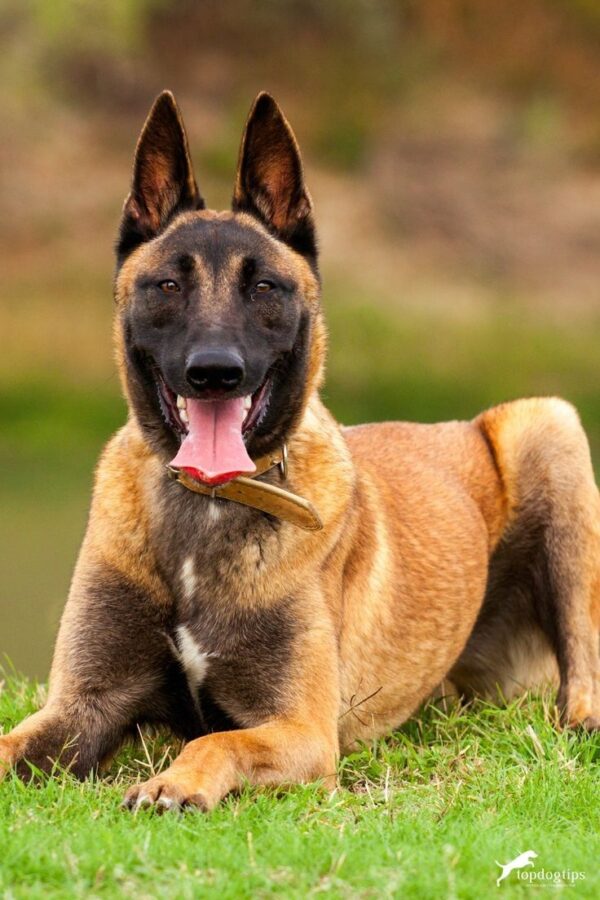 Belgian Malinois: The Ultimate Working Dog