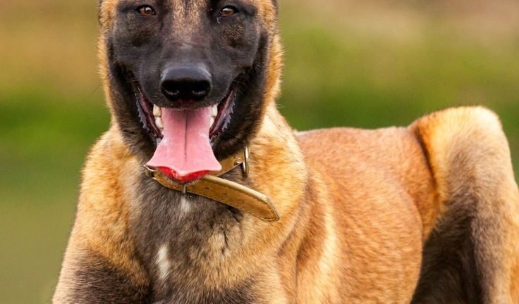 Belgian Malinois: The Ultimate Working Dog