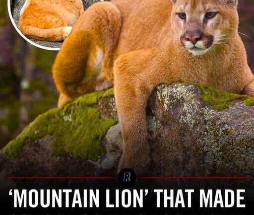 “Mountain Lion” Sighting Causes School Lockdown—But It Was Just a Chubby Cat!
