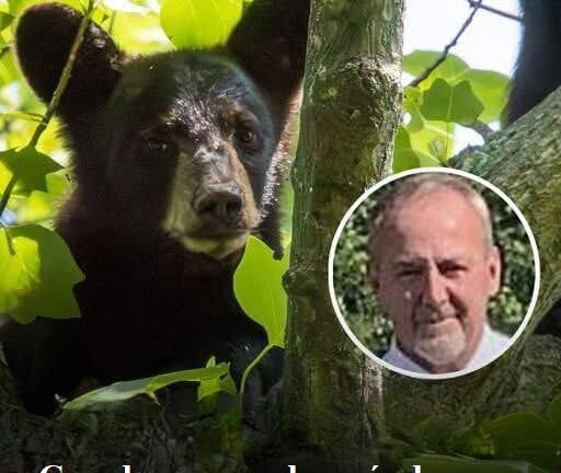 Cazador muere después de que un oso baleado en un árbol se estrellara contra él
