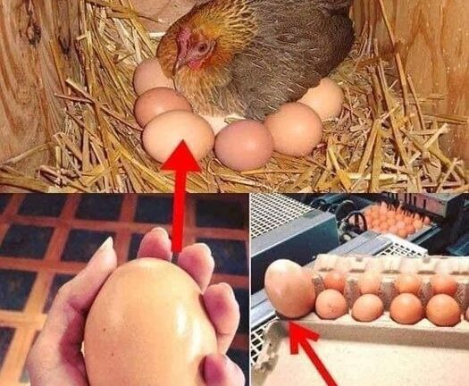 “A Farmer Found A Large Egg Under A Hen”: What Hatched From The Egg Shocked Everyone!