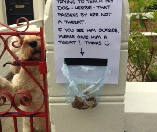 I GAVE THE BARKING DOG A TREAT—THEN I REALIZED WHY HE WAS REALLY WAITING