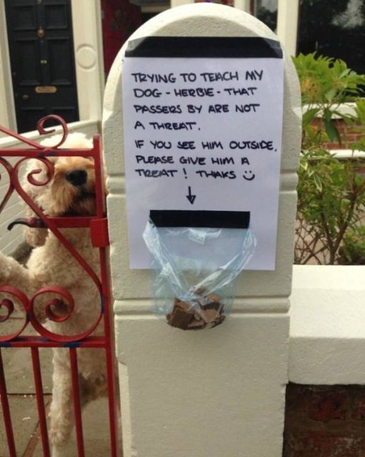 I GAVE THE BARKING DOG A TREAT—THEN I REALIZED WHY HE WAS REALLY WAITING