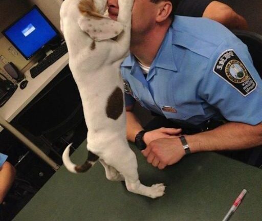 A Lost Puppy Wandered Into the Police Station—minutes Later, They Realized Why He Was There
