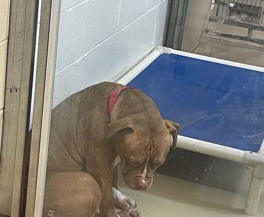Heartbreaking photo shows shelter pit bull “losing hope” after adoptions fall through — still looking for a home
