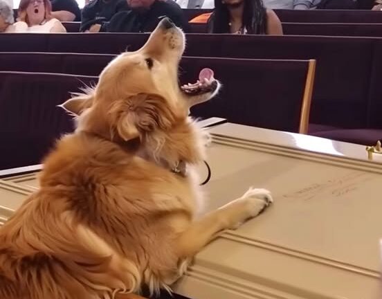 Dog Barks at Coffin during Funeral, Suspicious Son Opens It and Finds It Empty – Story of the Day
