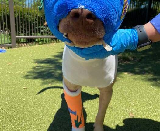 Buddy: A Story of Resilience and Care After a Tragic Incident