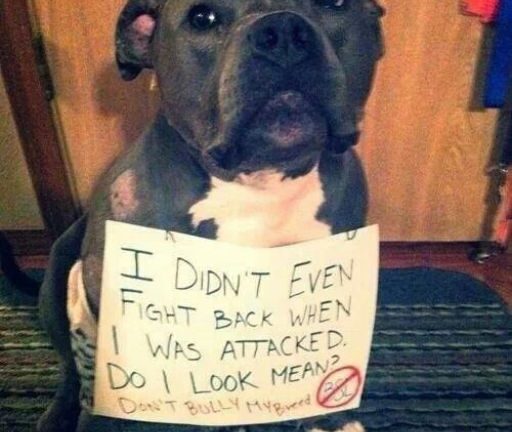 MY DOG GOT MAULED—AND THEN WE GOT BLAMED FOR IT