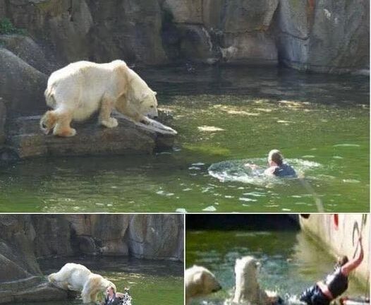 32-Yr-Old Woman Jumps Into Polar Bear Enclosure At Zoo And Is Attacked