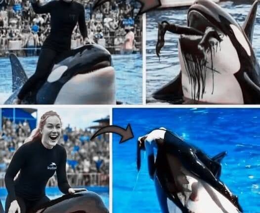 Orca trainer is devoured by this one while perfor…