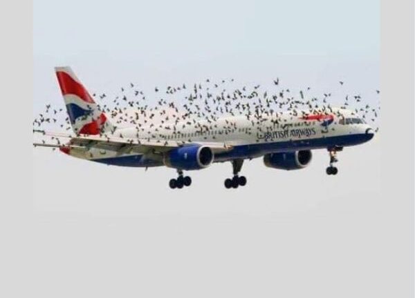The pilot’s emotional reaction when he discovered why birds were flying alongside the plane