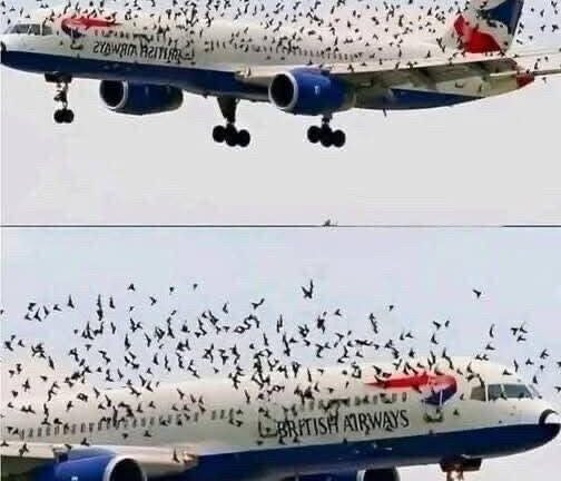The pilot’s emotional reaction when he discovered why birds were flying alongside the plane