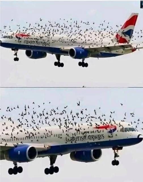 The pilot’s emotional reaction when he discovered why birds were flying alongside the plane