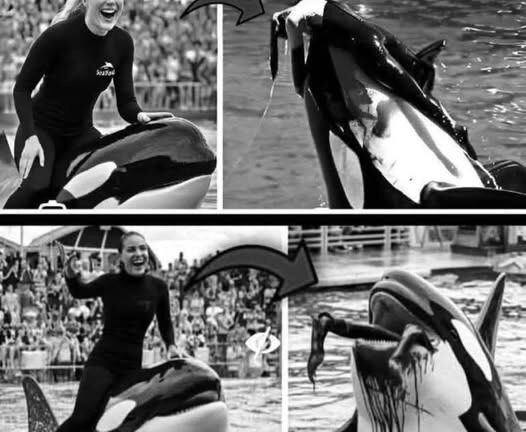 Home   News   Funny   Chill 😱Coach Orca is Destroy by this thing while … see more