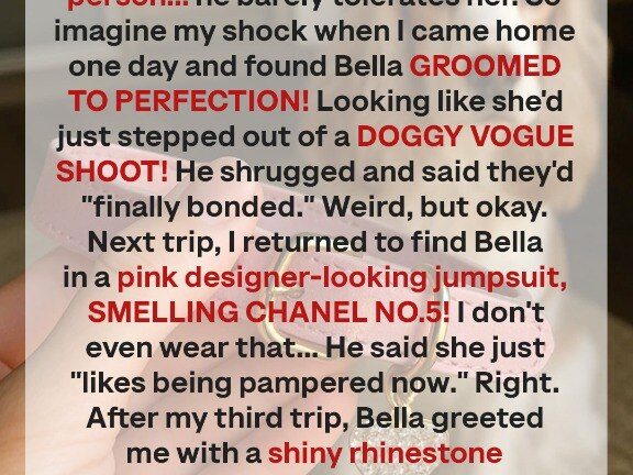 Every Time I Returned from a Work Trip My Dog Looked Different, Until Her Collar Revealed What My Husband Was Hiding — Story of the Day
