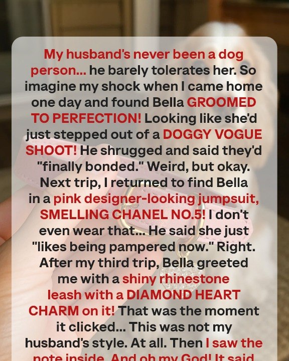 Every Time I Returned from a Work Trip My Dog Looked Different, Until Her Collar Revealed What My Husband Was Hiding — Story of the Day