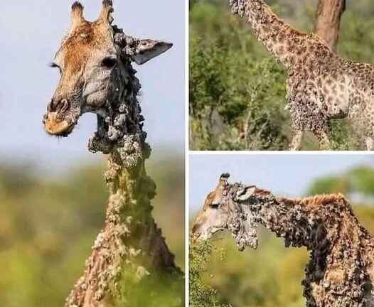 A Giraffe Encounter That Was Both Sad and Interesting