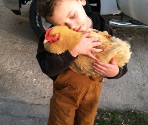 HE WOULDN’T LET GO OF THE CHICKEN—AND I DIDN’T HAVE THE HEART TO TELL HIM WHY SHE WAS MISSING YESTERDAY