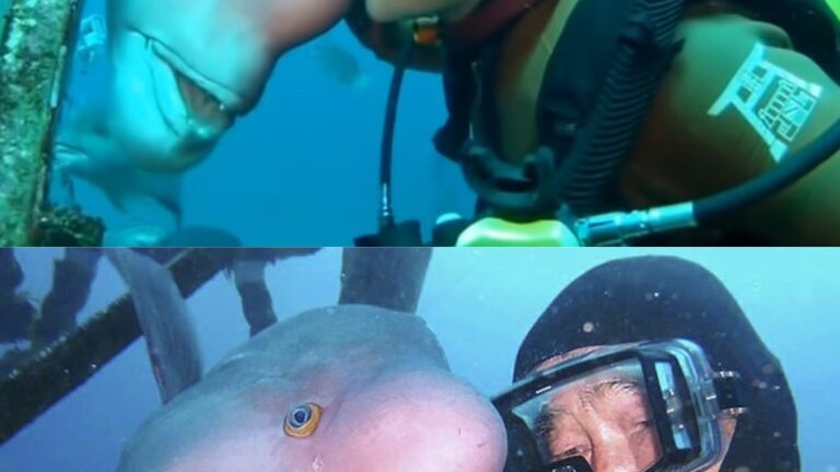 85-Year-Old Diver’s 30-Year Friendship with Yoriko the Fish