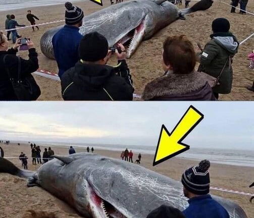 What They Found in the Stomach of This Sperm Whale Shocked the Entire World! It’s Hard to Believe!